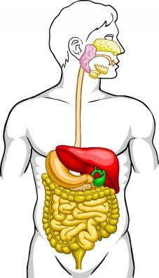Think of your digestive system it includes many organs,