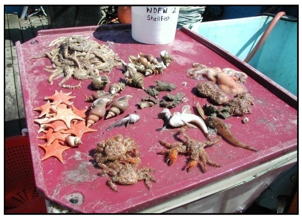 Figure 45 Example of pot fishery bycatch