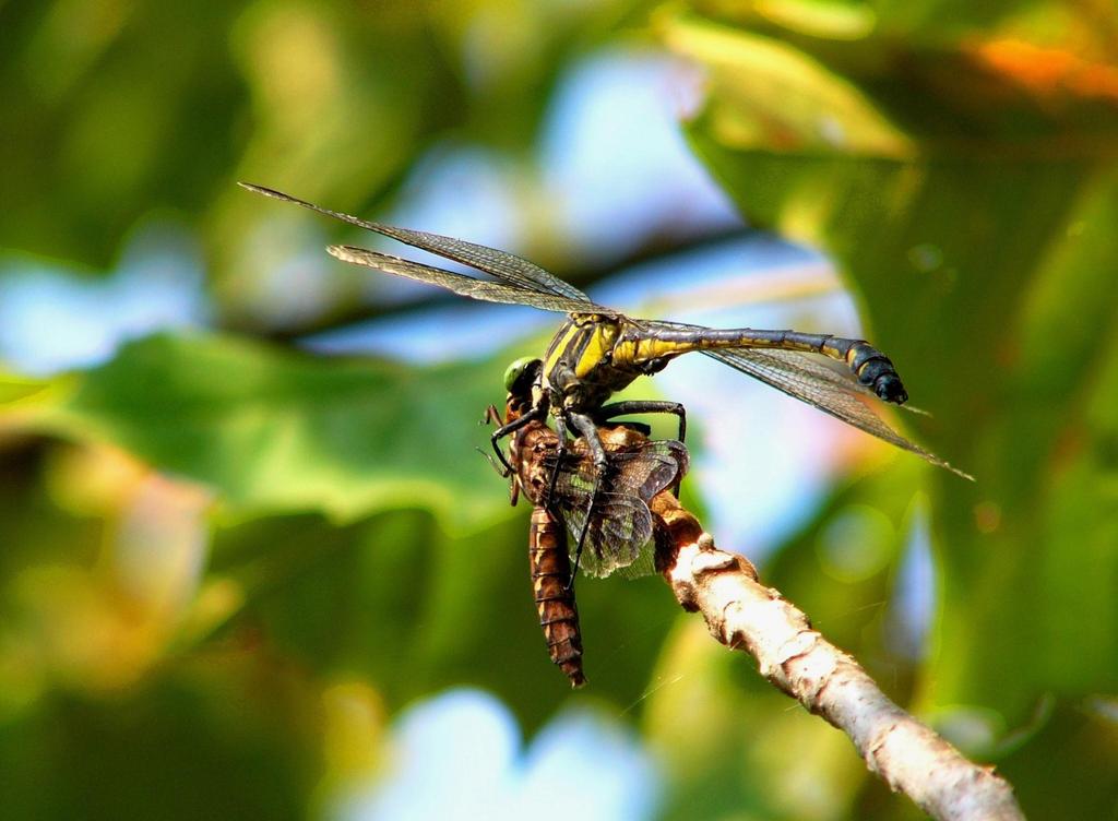 Dragonhunter Dragonflies of N. Va.