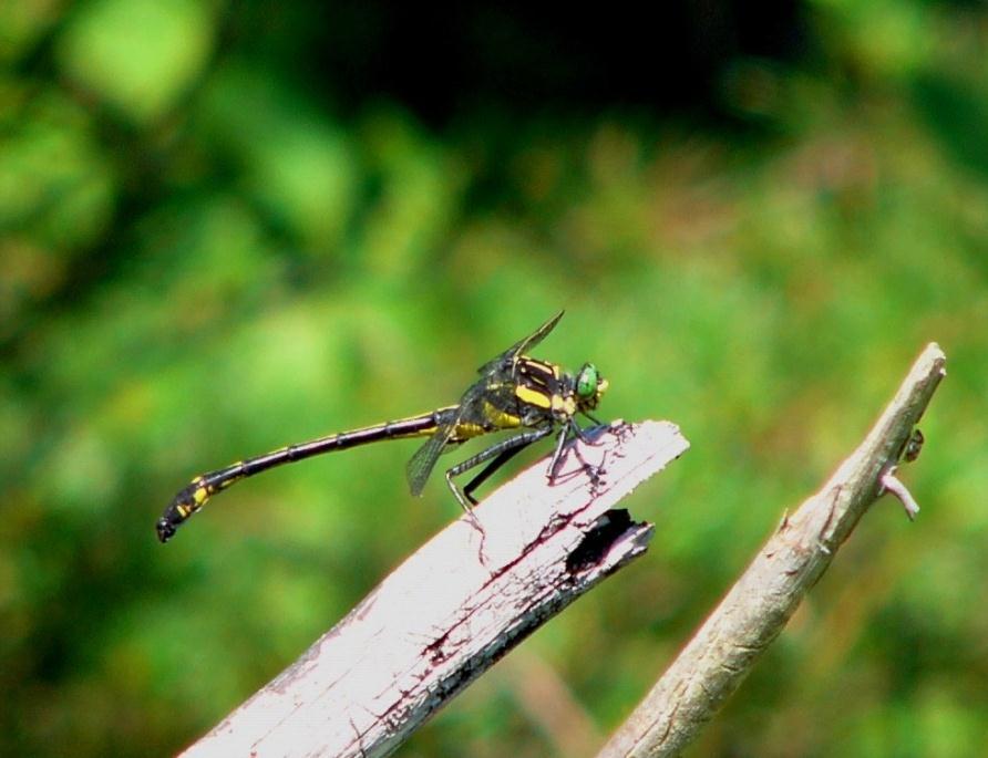 Notes from the field - Dragonhunter: The monster of the dragonfly world, this largest member of the clubtail family is one of the more commonly seen clubtails in Northern Virginia.