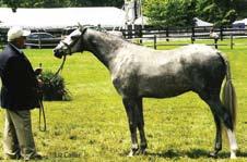 Out of the dam of First Hand & Misty Blue Paris Auction