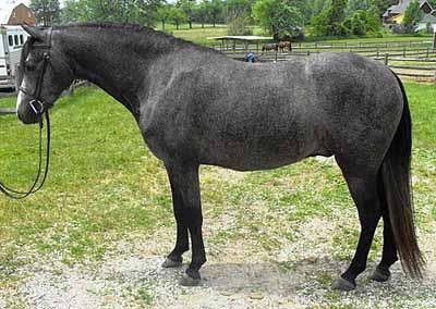 2011 American Hunter Pony Classic 1 2008 Grey Gelding 13:2 HH Welsh WITH PAPERS WPCSA #B-47024 Consigned by: Oliver L.