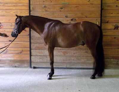 7 SALVANDI S BERKLEY BLUE 7 2007 Bay Gelding 13:1-1/2 HH Crossbred NO PAPERS Consigned by: Karen Zinkhan Bit By Bit Stable Berkley is a handsome, well bred Medium pony that has what it takes to be