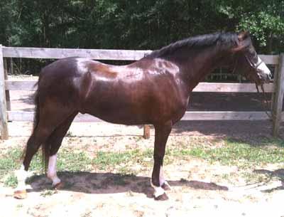 He was the second best Open Yearling and PA Bred Yearling in PA Horse Show Association rankings in 2008. Naturally balanced with a big step he does his changes and easily handles small courses.
