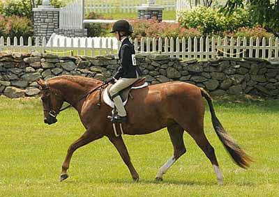 15 2005 Chestnut Mare 12:2 HH Welsh / TB WITH PAPERS VPBA # Consigned by: Richard Taylor, Agent Beall Spring Farm, LLC Splash Of Color is an adorable pony of the highest quality.