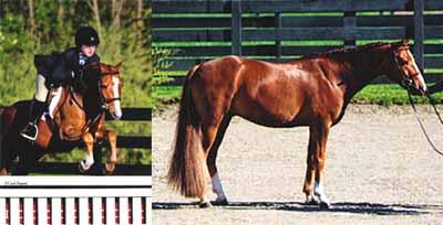 19 TAP DANCE 19 Eligible Green 2005 Chestnut Gelding 12:2 HH Crossbred Welsh NO PAPERS Consigned by: Gary Duffy, Agent Greta Heimbold Tap Dance is a fancy Small pony hunter that has mileage in the