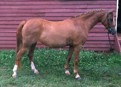 23 2004 Chestnut Mare 12:2 HH Welsh WITH PAPERS WPCSA / VPBA #B-43699 / 04034 Consigned by: Robin Hill Family Farm Working now as a children's pony Ginny has been successful on the Southwest Virginia