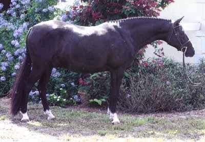 25 Champion at 2 2005 Black Gelding 13:1-7/8 HH Crossbred Welsh NO PAPERS Consigned by: Kibby Schipper This pony is the whole package. He will be at the top in the model and hack and is a good jumper.
