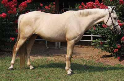 27 2006 Palomino Mare 13:1 HH Half Welsh WITH PAPERS WPCSA #H7366 Consigned by: Molly Cobb-Smith Pony Paddock at Cedar Lane Winding Oaks Zoot Alors is a top of line Medium pony with local miles at 2'