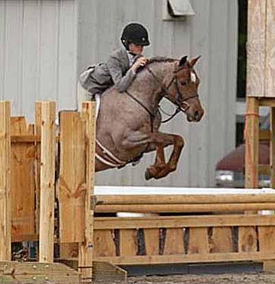 31 BEE S KNEES 31 Qualified 2011 Pony Finals 1997 Red Roan Gelding 13:1-1/4 HH Crossbred Welsh NO PAPERS Consigned by: Lisa Hedley Romeo is a 13.