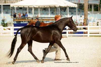 33 Top Ten at Devon at 2 and 3 Best Weanling Colt at PHSA 2008 Black Gelding 13:1 HH Crossbred Welsh Pony NO PAPERS Consigned by: Robin Hill Family Farm Flashy and stunning, Tux has the movement,