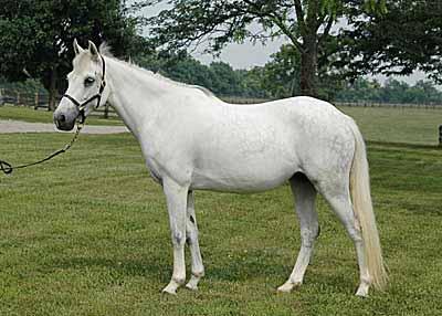 The Grand Champion in 09 of the MHSA Yearling Futurity, Reserve Champion MD Pony Breeders Show and several breeding championships as a 2 year old, indicate he has the look.