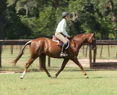 45 2005 Chestnut Mare 14:1-1/4 HH Crossbred Welsh WITH PAPERS VPBA # Consigned by: Richard Taylor, Agent Stewart Kohler Foxlair Protege is an attractive Large prospect with local show mileage.