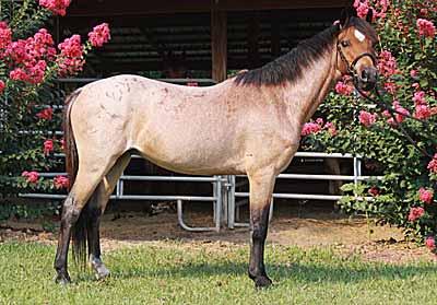 This fancy Medium pony prospect can go all the way to the top. She has been given a right start, and now needs the right finish. No vices, guaranteed sound.