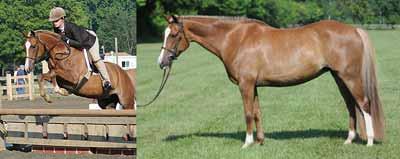 57 Eligible Green 2005 Chestnut Gelding 13:1 HH Crossbred Welsh WITH PAPERS WPCS #WPBR - 8571 Consigned by: Emil Spadone, Agent Megan D Amico Rufus is a Medium pony hunter prospect with beautiful