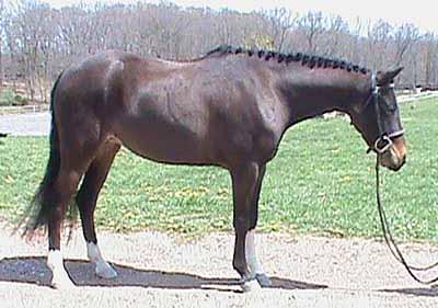 59 Eligible Green 2006 Bay Mare 12:0 HH Crossbred Welsh NO PAPERS Consigned by: Nicky Marcucci, Agent Troyer Ponies, LLC Jazmine is an amazing Small pony.