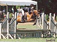 61 Eligible Green Many time Champion 2004 Bay Mare 12:2 HH Crossbred Welsh NO PAPERS Consigned by: Gary Duffy, Agent Jeremy Allegar Majora s Mask is a fabulous Small pony hunter that has a wonderful