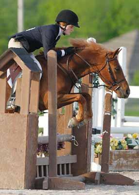 63 Eligible Green 2004 Chestnut Gelding 13:1-1/2 HH Crossbred Welsh NO PAPERS Consigned by: Jennifer L.