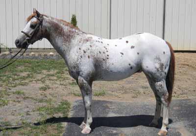 67 Eligible Green International Grand Champion Yearling 2001 Chestnut Gelding 12:1-3/4 HH Crossbred NO PAPERS Consigned by: Karen Zinkhan, Agent Georgann Powers Add a little color in your life with