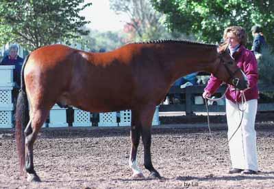 69 Eligible Green Many time Champion 2002 Bay Gelding 14:1-3/4 HH Welsh / TB WITH PAPERS VPBA # Consigned by: Richard Taylor, Agent Beall Spring Farm, LLC Mischief Maker has extensive local show