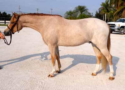 71 Eligible Green 2006 Chestnut Roan Gelding 12:1-3/4 HH Welsh WITH PAPERS WPCSA #B48930 Consigned by: Christine Bostwick Bostwick Stables Patchwork Lookout, by GlanNant Captain, is a fantastic Small