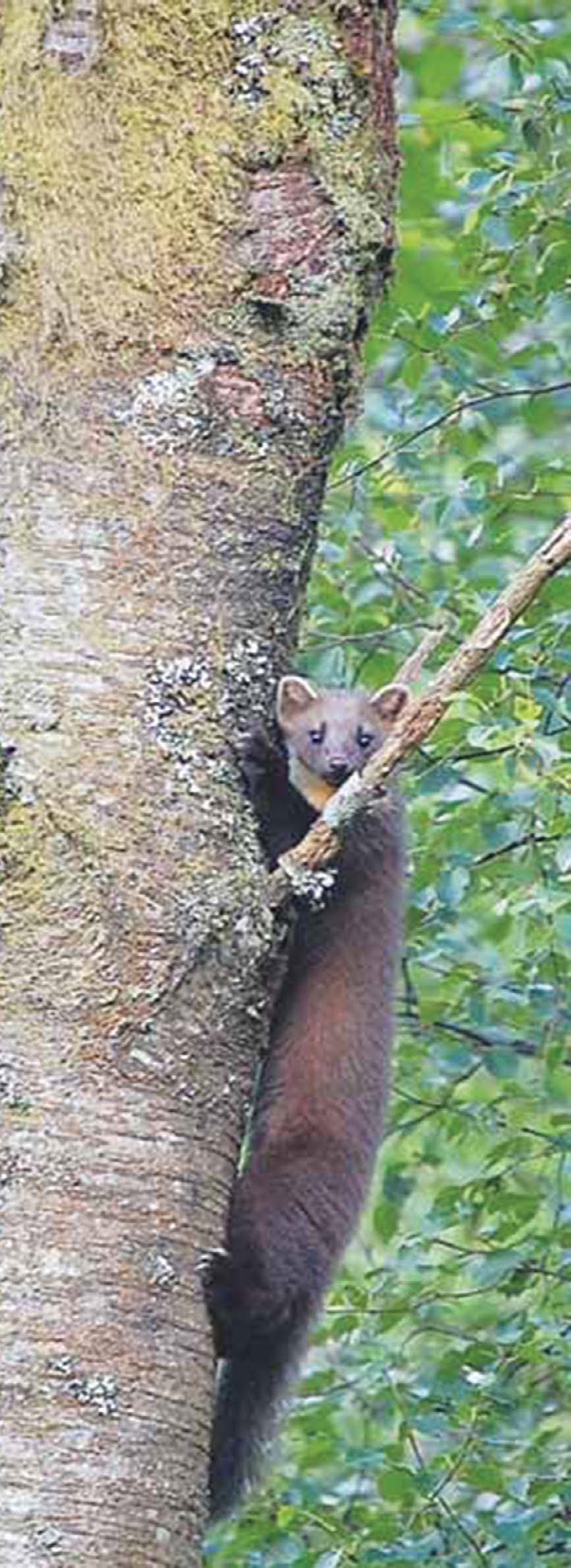 What is a pine marten? The pine marten Martes martes is a member of the weasel family and related to the stoat, weasel, mink, polecat, otter and badger.