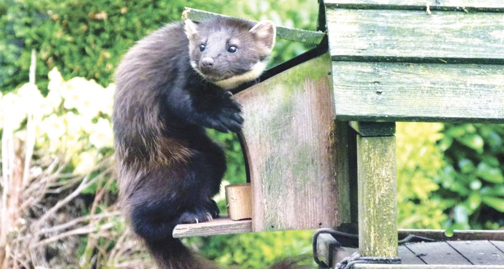 Pine martens and the law The pine marten is protected under Schedule 5 of the Wildlife and Countryside Act 1981.