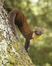 What is a pine marten? Iain Leach Identifying features: Cat size, chesnut brown fur, creamy yellow or orange throat patch, long bushy tail Breeding: Up to five kits born in spring.