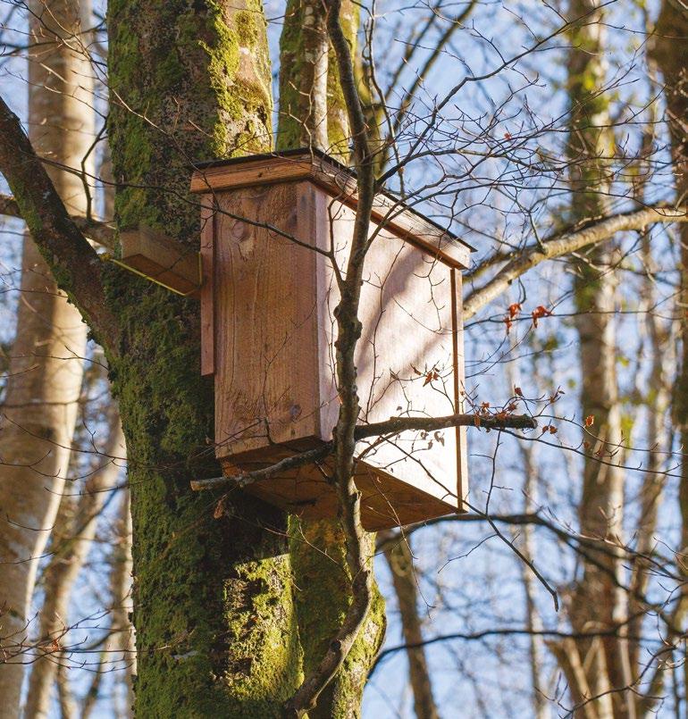 Terry Whittaker A. Achterberg Den boxes Pine martens have evolved to use tree cavities as den sites for breeding.