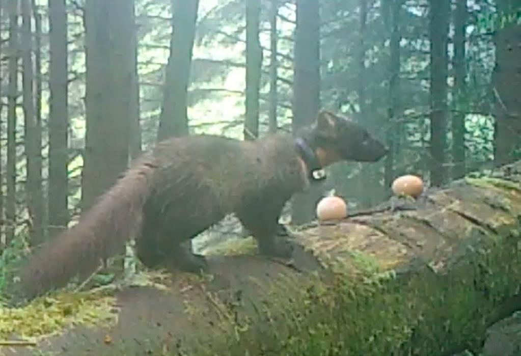 4. Camera traps Some of the Trust s most exciting evidence of pine martens comes through the use of camera traps.