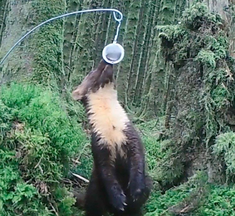 The Trust is currently running a camera trap loan scheme, where we are providing cameras to individuals who live or work in an area where there may be pine martens.