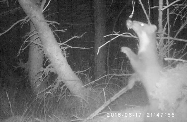 a camera. When a visiting pine marten stretches up towards the bait, it provides the camera with a perfect bib-shot.
