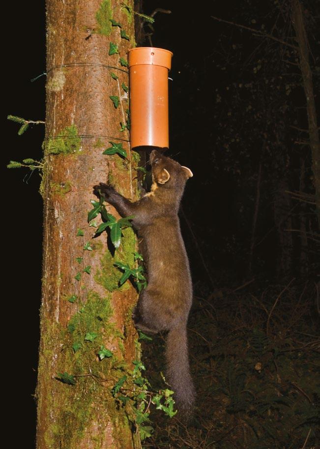 5. Hair tubes Evidence of pine martens can also be detected using hair-tubes.