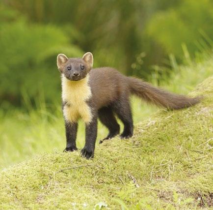 or would just like some more information, please visit: www.pine-marten-recovery-project.org.