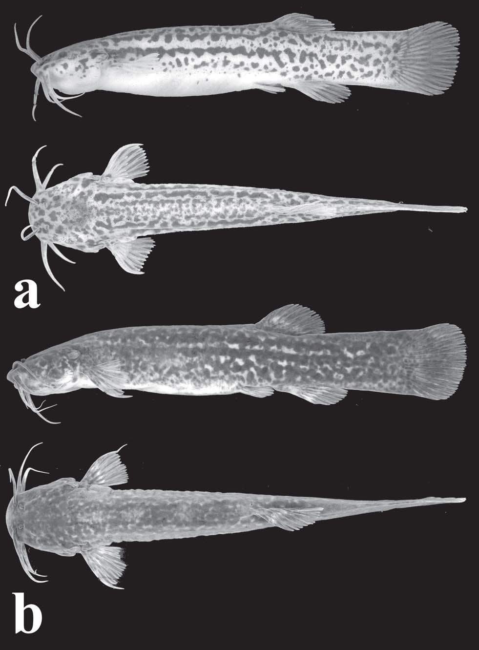 70 Trichomycterus maracaya, a new catfish from the upper rio Paraná, with notes on the T. brasiliensis species-complex Fig. 11. Trichomycterus sp. of the T.