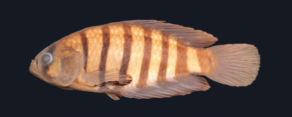 VERTEBRATE ZOOLOGY 67 (2) 2017 Fig. 5. Austrolebias pongondo, UFRJ 9583, holotype, male, 37.0 mm SL; Brazil: Rio Grande do Sul: Pelotas. males, 30.8 33.2 mm SL, 16 females, 19.1 35.
