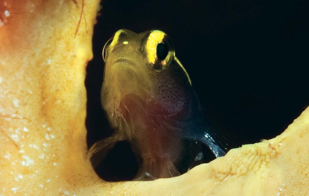 Figure 21. Elacatinus horsti, yellow snout and all-yellow stripe, Curaçao (Jamie Holdorf). found E. centralis to be further from true E. horsti than is E.