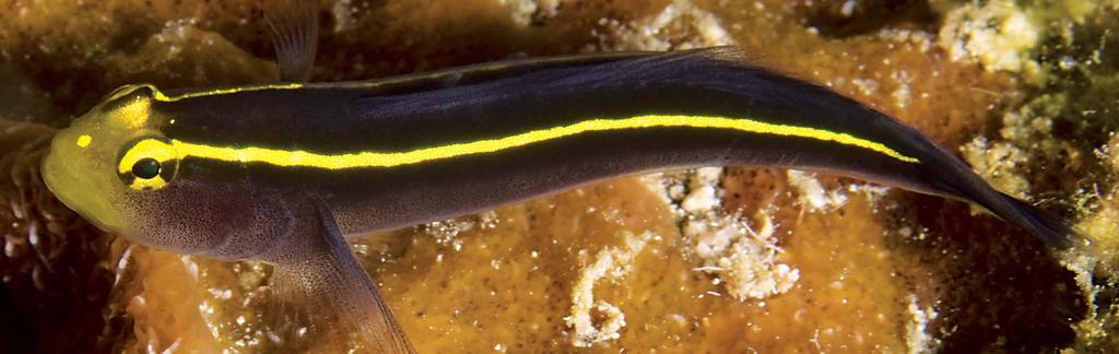 Figure 23. Elacatinus horsti, yellow snout with accessory spot and all-yellow stripe, Curaçao (Barry Brown). has a short stripe in the smallest juveniles (Fig. 19). The stripe of E.