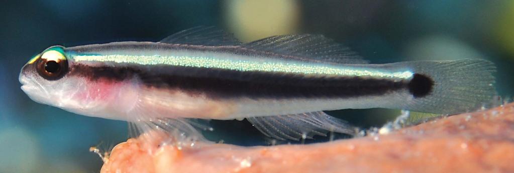Figure 27. Elacatinus louisae, Grand Cayman (Frank Krasovec). characteristic of the local cleaner goby, E. cayman.