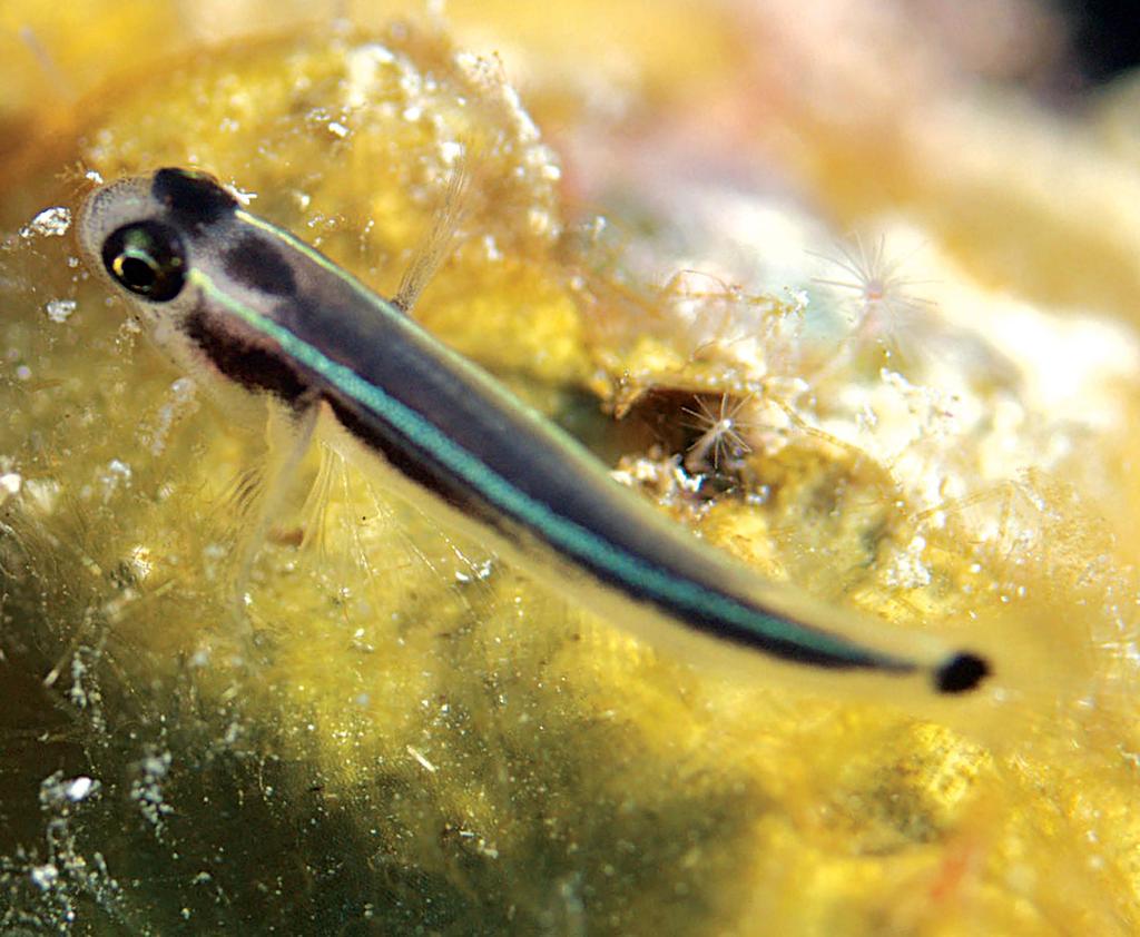 gobies, or the reverse, Batesian mimicry by the cleaner gobies taking advantage of the predator avoidance due to the toxic mucus of the sponge gobies, or