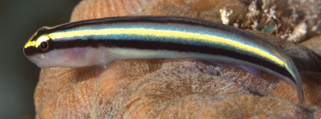 color pattern is distinctive, shared only with rare individuals of E. evelynae YB (YB denotes the yellow-blue striped morph). The absence of the upper-lip frenum distinguishes E. cayman from E.
