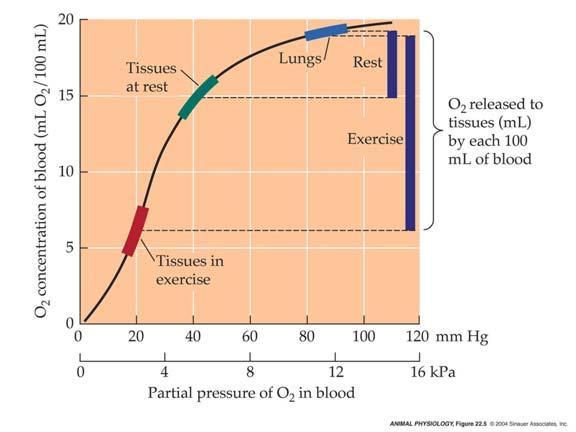 Steep Part of Oxygen Dissociation Curve, Quickly Unload Oxygen 61 Hill et al., 004, Fig.