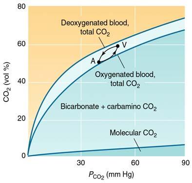 CO transport in blood carbonic acid bicarbonate CO + H O H CO 3 H + + HCO - 3 HCO - 3 H + + CO - 3 carbonate CO + OH - HCO - 3 Proportions of CO, HCO - 3 depend on ph, T, ionic strength of blood At