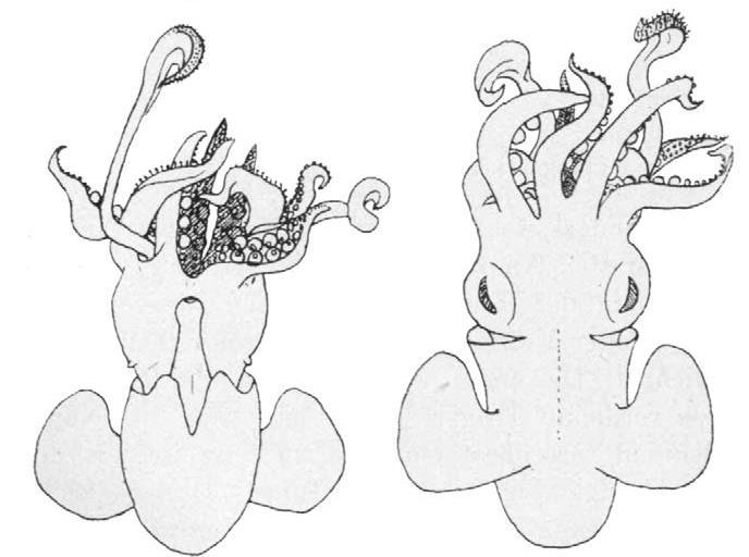 SEPIOLID (BOBTAIL) SQUIDS Sepiola pfefferi (Grimpe, 1921) Order Sepiolida Family Sepiolidae Subfamily Sepiolinae Genus Sepiola Description: Uncommon