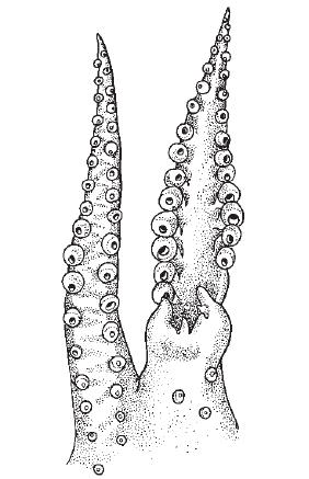 SEPIOLID (BOBTAIL) SQUIDS Genus Sepietta Order Sepiolida Family Sepiolidae
