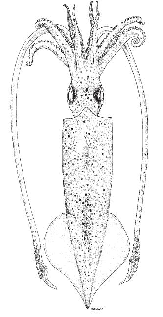 is attenuated into a long tail (adult) Common names: common squid (A. subulata), mid-sized squid (A.