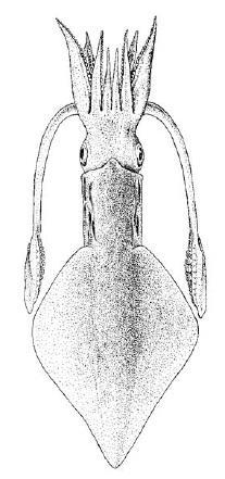 ~70-75% ML. Suckers of tentacular club are similar sized.