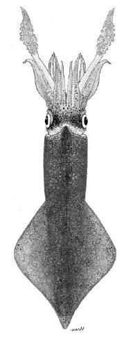Genus Loligo Loligo vulgaris (Lamarck, 1798) SQUIDS Loligo (fins >50% of mantle length) Order