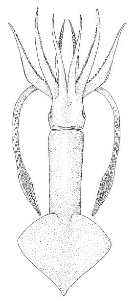 SQUIDS Todarodes sagittatus (Lamarck, 1798) Order Teuthida Suborder Oegopsina Family