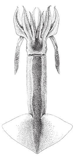 SQUIDS Ommastrephes bartramii (Lesueur, 1821) Order Teuthida